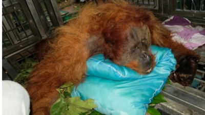 Subdit IV/Tipidter Ditreskrimsus Polda Sumut Ungkap Jaringan Internasional Perdagangan Satwa