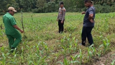 Untuk Dukung Ketahanan Pangan, Polres Pakpak Bharat Tinjau Perkembangan Bibit Jagung di Lahan Tumpang Sari