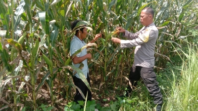Bhabinkamtibmas Cek Lahan Ketahanan Pangan 3 Bulan Pasca Tanam Pohon Jagung Tumbuh Sesuai Harapan