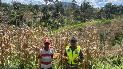 Seorang Polisi Satu Desa Bantu Masyarakat Panen Raya Jagung Dalam Rangka Ketahanan Pangan