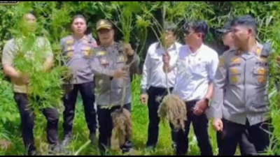 Polisi Kembali Gerebek Barak Narkoba, Ditemukan Ladang Ganja Tersembunyi di Perladangan Sukatendel