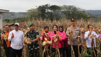 Dukung Ketahanan Pangan, Polres Pakpak Bharat Bersama Forkopimda Gelar Panen Raya Jagung
